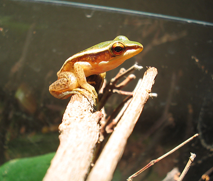 Golden Tree Frog